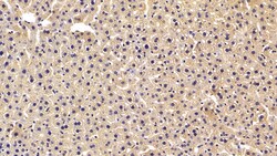 Invitrogen PHPT1 Polyclonal Antibody 200 &mu;L; Unconjugated:Antibodies,