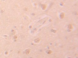 Invitrogen PHPT1 Polyclonal Antibody 200 &mu;L; Unconjugated:Antibodies,