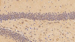 Invitrogen PHPT1 Polyclonal Antibody 200 &mu;L; Unconjugated:Antibodies,