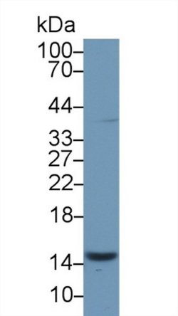 Invitrogen PHPT1 Polyclonal Antibody 200 &mu;L; Unconjugated:Antibodies,