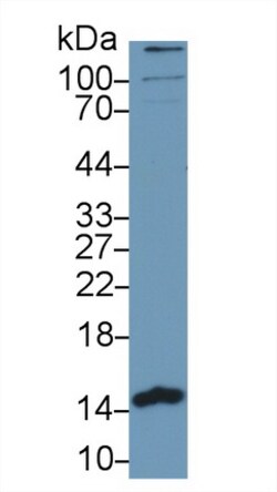 Invitrogen PHPT1 Polyclonal Antibody 200 &mu;L; Unconjugated:Antibodies,