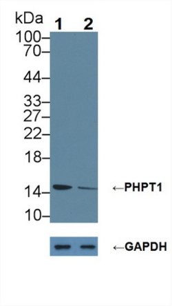 Invitrogen PHPT1 Polyclonal Antibody 200 &mu;L; Unconjugated:Antibodies,