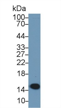 Invitrogen PHPT1 Polyclonal Antibody 200 &mu;L; Unconjugated:Antibodies,