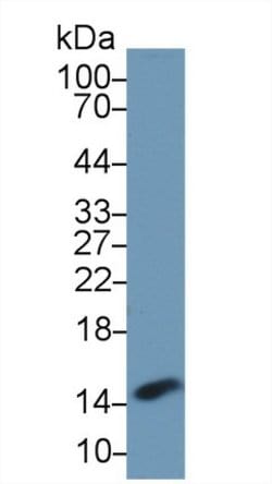 Invitrogen PHPT1 Polyclonal Antibody 200 &mu;L; Unconjugated:Antibodies,
