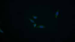 Invitrogen PIK3AP1 Polyclonal Antibody 20 &mu;L; Unconjugated:Anticuerpos