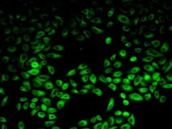 Invitrogen PIK3AP1 Polyclonal Antibody:Antibodies:Primary Antibodies
