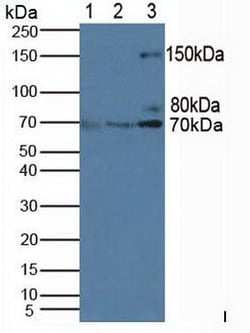 Invitrogen PIK3AP1 Polyclonal Antibody:Antibodies:Primary Antibodies