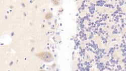 Invitrogen PLB1 Polyclonal Antibody:Antibodies:Primary Antibodies