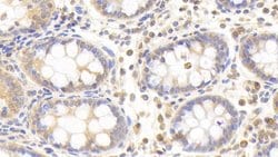 Invitrogen PLCD4 Polyclonal Antibody:Antibodies:Primary Antibodies