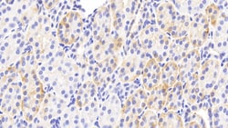 Invitrogen PLCD4 Polyclonal Antibody:Antibodies:Primary Antibodies