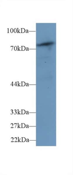 Invitrogen PLCD4 Polyclonal Antibody:Antibodies:Primary Antibodies