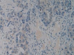 Invitrogen PACAP Polyclonal Antibody:Antibodies:Primary Antibodies