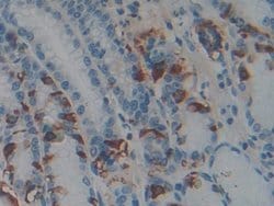 Invitrogen PACAP Polyclonal Antibody:Antibodies:Primary Antibodies
