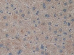 Invitrogen PACAP Polyclonal Antibody:Antibodies:Primary Antibodies
