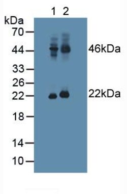 Invitrogen PACAP Polyclonal Antibody:Antibodies:Primary Antibodies