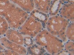 Invitrogen LGALS13 Polyclonal Antibody:Antibodies:Primary Antibodies