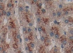 Invitrogen LGALS13 Polyclonal Antibody:Antibodies:Primary Antibodies