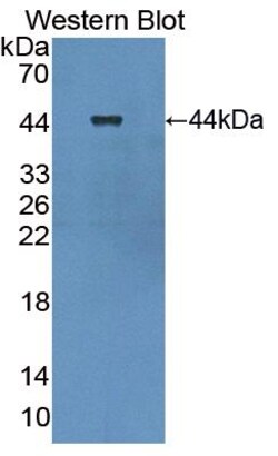 Invitrogen LGALS13 Polyclonal Antibody 200 &mu;L | Buy Online | Invitrogen&trade; | Fisher Scientific