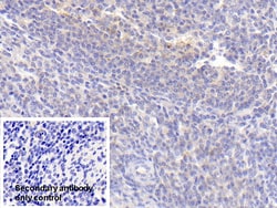 Invitrogen PAFAH1B3 Polyclonal Antibody 20 &mu;L; Unconjugated:Antibodies,