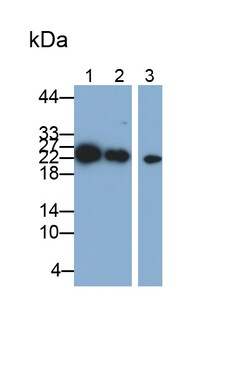 Invitrogen PAFAH1B3 Polyclonal Antibody 20 &mu;L; Unconjugated:Antibodies,