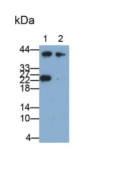 Invitrogen PAFAH1B3 Polyclonal Antibody 20 &mu;L; Unconjugated:Antibodies,