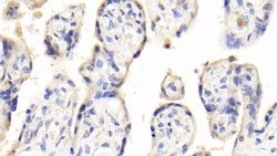 Invitrogen PAPPA Polyclonal Antibody 20 &mu;L; Unconjugated:Antibodies,