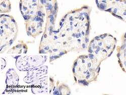 Invitrogen PAPPA Polyclonal Antibody 20 &mu;L; Unconjugated:Antibodies,