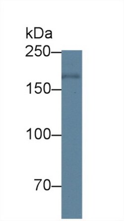 Invitrogen PAPPA Polyclonal Antibody 20 &mu;L; Unconjugated:Antibodies,