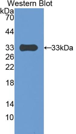 Invitrogen PAPPA Polyclonal Antibody 20 &mu;L; Unconjugated:Antibodies,