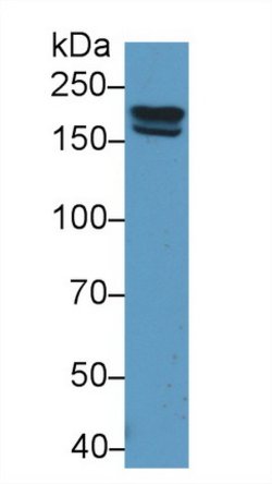 Invitrogen PZP Polyclonal Antibody 20 &mu;L; Unconjugated:Antibodies, Polyclonal