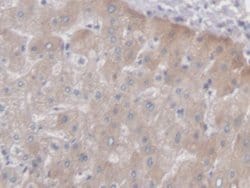 Invitrogen PCYOX1 Polyclonal Antibody:Antibodies:Primary Antibodies