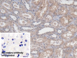 Invitrogen PCYOX1 Polyclonal Antibody 200 &mu;L; Unconjugated:Antibodies,