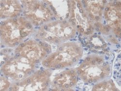 Invitrogen PCYOX1 Polyclonal Antibody:Antibodies:Primary Antibodies