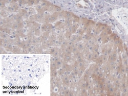 Invitrogen PCYOX1 Polyclonal Antibody 200 &mu;L; Unconjugated:Antibodies,