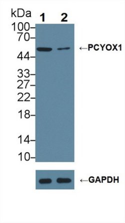 Invitrogen PCYOX1 Polyclonal Antibody:Antibodies:Primary Antibodies