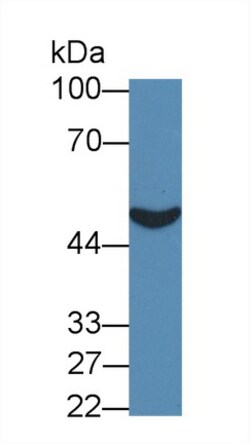 Invitrogen PCYOX1 Polyclonal Antibody 200 &mu;L; Unconjugated:Antibodies,