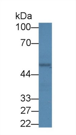 Invitrogen PCYOX1 Polyclonal Antibody:Antibodies:Primary Antibodies
