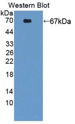 Invitrogen PCYOX1 Polyclonal Antibody:Antibodies:Primary Antibodies