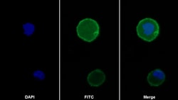 Invitrogen PD-1 Polyclonal Antibody 200 &mu;L; Unconjugated:Antibodies,