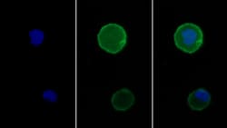 Invitrogen PD-1 Polyclonal Antibody 200 &mu;L; Unconjugated:Antibodies,