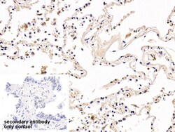 Invitrogen PD-1 Polyclonal Antibody 200 &mu;L; Unconjugated:Antibodies,