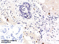 Invitrogen PD-1 Polyclonal Antibody 200 &mu;L; Unconjugated:Antibodies,