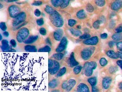 Invitrogen PD-1 Polyclonal Antibody 200 &mu;L; Unconjugated:Antibodies,