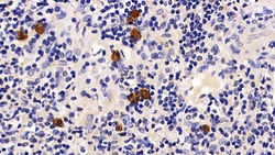 Invitrogen PD-1 Polyclonal Antibody 200 &mu;L; Unconjugated:Antibodies,