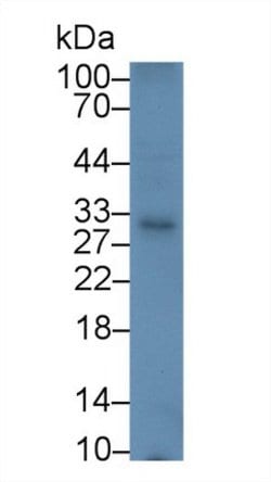 Invitrogen PD-1 Polyclonal Antibody 200 &mu;L; Unconjugated:Antibodies,