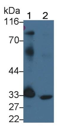 Invitrogen PD-L1 Polyclonal Antibody 20 &mu;L; Unconjugated:Antibodies,