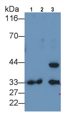 Invitrogen PD-L1 Polyclonal Antibody 20 &mu;L; Unconjugated:Antibodies,