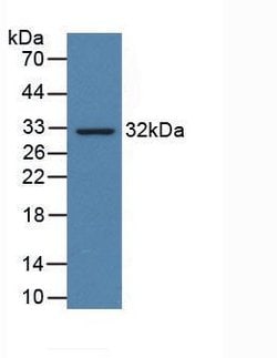 Invitrogen PD-L1 Polyclonal Antibody 20 &mu;L; Unconjugated:Antibodies,