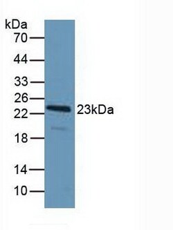 Invitrogen PDCD6 Polyclonal Antibody 20 &mu;L; Unconjugated:Antibodies,