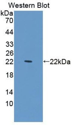 Invitrogen PDCD6 Polyclonal Antibody 20 &mu;L; Unconjugated:Antibodies,